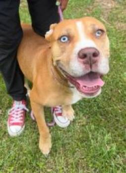 Princess -  Pit Bull Terrier and Mixed Breed Dog for Adoption in Savannah, Georgia - Princess | PetCurious