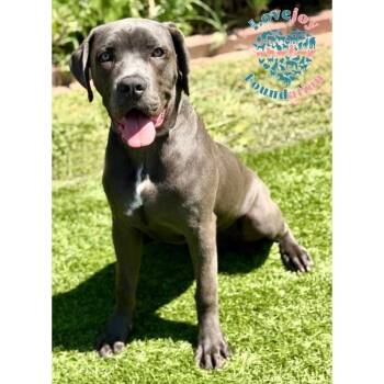 Valerie COH -  Cane Corso Dog for Adoption in Inglewood, California - Valerie COH | PetCurious