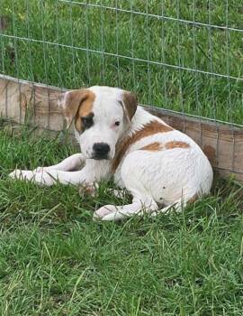 RJ -  Labrador Retriever and Terrier Dog for Adoption in Hartsville, South Carolina - RJ | PetCurious