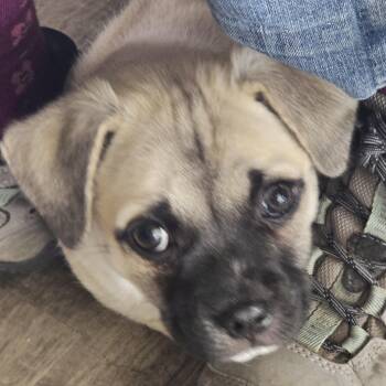 Pug and Chihuahua Dogs Available for Adoption in Burlington, Washington - POLY  - BR | PetCurious