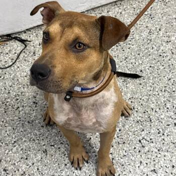 Olympus Mons -  Black Mouth Cur and Cattle Dog Dog for Adoption in Hattiesburg, Mississippi - Olympus Mons | PetCurious