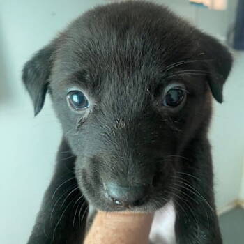 Rescue Terrier Dogs for Adoption in Dallas, Texas - Tamara | PetCurious