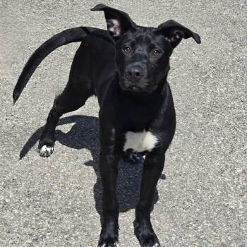 Mixed Breed Dogs Available for Adoption in Waterloo, Iowa - Rascal | PetCurious