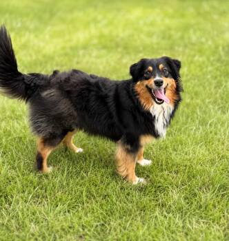 Ruby -  Australian Shepherd and Mixed Breed Dog for Adoption in Hardeeville, South Carolina - Ruby | PetCurious