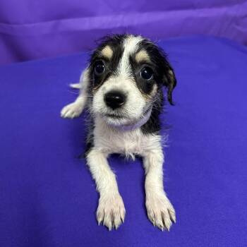 Almond -  Terrier and Mixed Breed Dog for Adoption in North Myrtle Beach, South Carolina - Almond | PetCurious