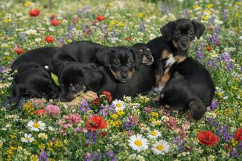 Dachshund and Chihuahua Dogs Available for Adoption - Litter Post!  | PetCurious