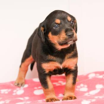 Terrier Dogs Available for Adoption - Jeff | PetCurious