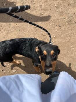 Shepherd and Mixed Breed Dogs Available for Adoption in Fort Collins, Colorado - Sir Puppy | PetCurious