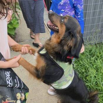 Alex -  Australian Shepherd and Mixed Breed Dog for Adoption in Verona, New Jersey - Alex | PetCurious