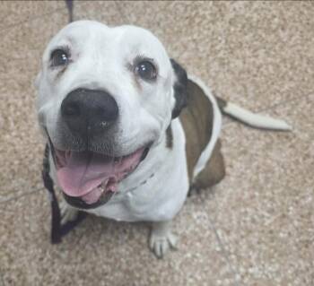 American Bulldog Dogs Available for Adoption - Nutella | PetCurious