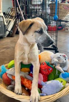 Cattle Dog Dogs Available for Adoption in Cottonwood, Arizona - Frappu | PetCurious