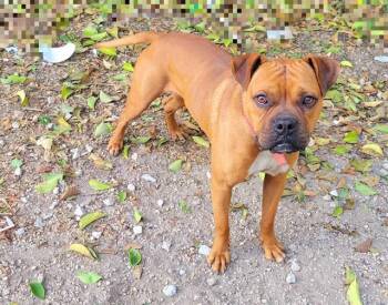 Rescue Boxer Dogs for Adoption in San Antonio, Texas - MILO | PetCurious