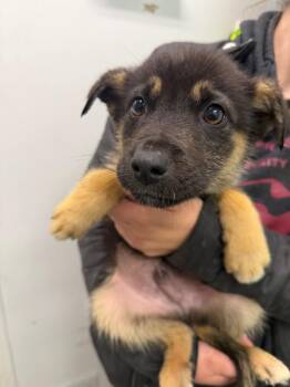 Apple -  Terrier Dog for Adoption in Yellowknife, Northwest Territories - Apple | PetCurious