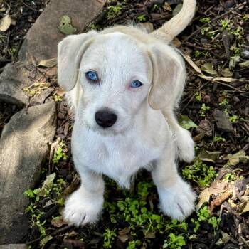 Dachshund Dogs Available for Adoption in Longview, Texas - George | PetCurious