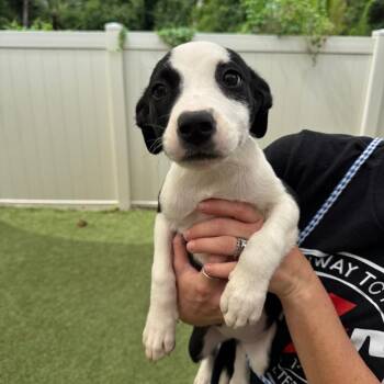 Adeline -  Mixed Breed Dog for Adoption in Titusville, Florida - Adeline | PetCurious