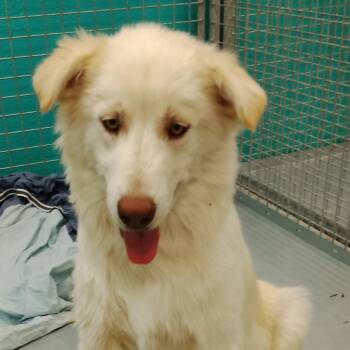 Bolt -  Mixed Breed Dog for Adoption in Park City, Utah - Bolt | PetCurious