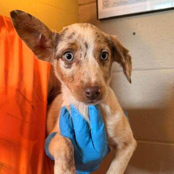 Cashew -  Mixed Breed and Cattle Dog Dog for Adoption in Madison, Wisconsin - Cashew | PetCurious