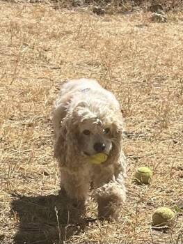 Riley -  Cocker Spaniel Dog for Adoption in Jamestown, California - Riley | PetCurious