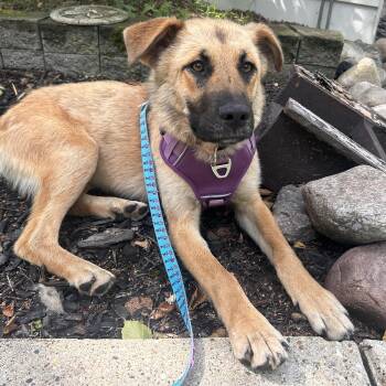Whimsy -  Anatolian Shepherd Dog for Adoption in Edmonton, Alberta - Whimsy | PetCurious