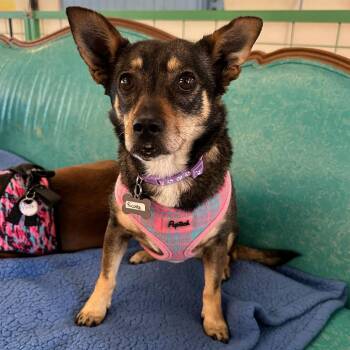 Terrier Dogs Available for Adoption - Ricotta 13935 | PetCurious