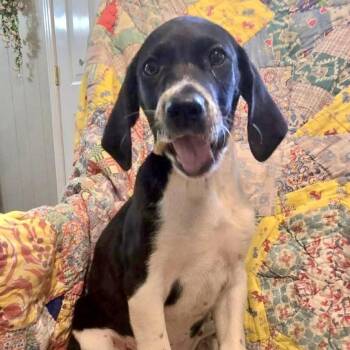 Mixed Breed Dogs Available for Adoption - Oreo | PetCurious