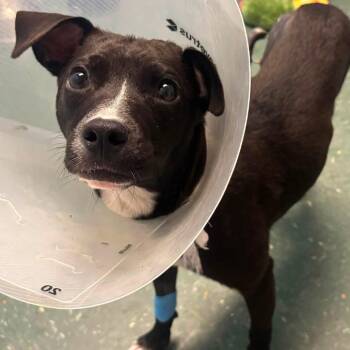 Bella -  Labrador Retriever and Mixed Breed Dog for Adoption in Waynesburg, Pennsylvania - Bella | PetCurious