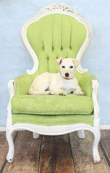 Shirley -  Labrador Retriever Dog for Adoption in Wolcott, Connecticut - Shirley | PetCurious