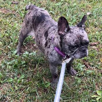 Peggy -  French Bulldog Dog for Adoption in Sioux City, Iowa - Peggy | PetCurious