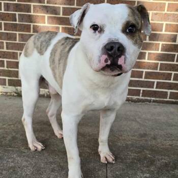 Rescue Bulldog and Pit Bull Terrier Dogs for Adoption in Waterloo, Iowa - Zander | PetCurious