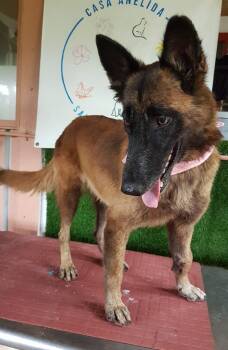 Rescue German Shepherd Dog and Belgian Shepherd Malinois Dogs for Adoption in Rincón, Rincón - Ángel Atabey | PetCurious
