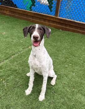 Labradoodle Dogs Available for Adoption in Temecula, California - Raven | PetCurious