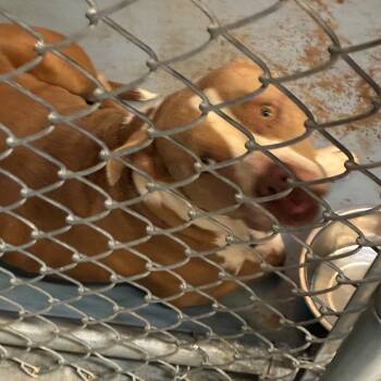 Fred Jones -  Mixed Breed Dog for Adoption in Gadsden, Alabama - Fred Jones | PetCurious