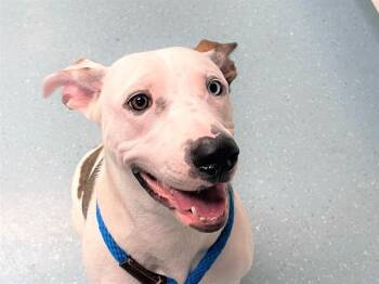 INDY -  Australian Cattle Dog Blue Heeler and Mixed Breed Dog for Adoption in Fort Lauderdale, Florida - INDY | PetCurious