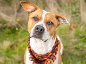 Rescue Pit Bull Terrier Dogs for Adoption in Portland, Oregon - Brooke | PetCurious