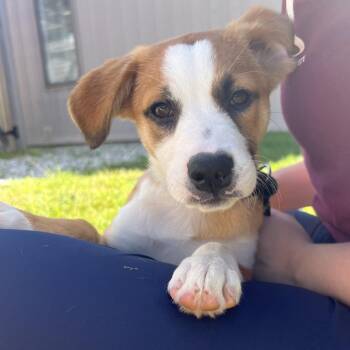 Pita Bread *Avail by Appointment* -  Mixed Breed Dog for Adoption in Kennebunk, Maine - Pita Bread *Avail By Appointment* | PetCurious
