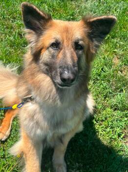 Arlo -  German Shepherd Dog Dog for Adoption in Dysart, Iowa - Arlo | PetCurious