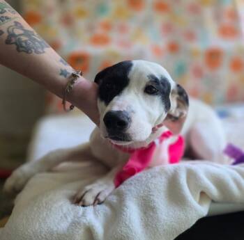 Rescue Hound Dogs for Adoption in New Windsor, New York - Jenny | PetCurious