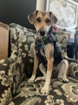Beagle and Australian Cattle Dog Blue Heeler Dogs Available for Adoption in VERNON ROCKVL, Connecticut - Dolly | PetCurious