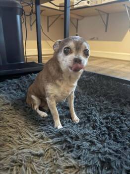 Rescue Chihuahua Dogs for Adoption in Milton, Georgia - Senora Little Bit | PetCurious