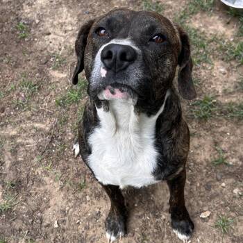 Castiel -  Boxer and Hound Dog for Adoption in The Colony, Texas - Castiel | PetCurious