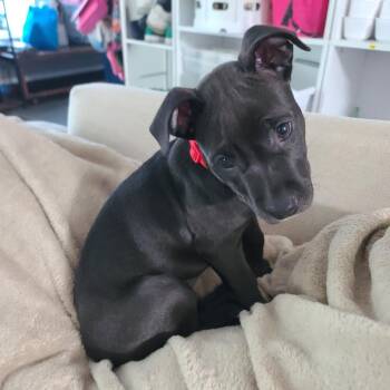 Rocky -  Chihuahua Dog for Adoption in Chattanooga, Tennessee - Rocky | PetCurious