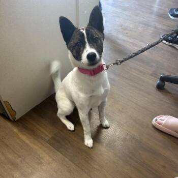 Basenji and Shiba Inu Dogs Available for Adoption in League City, Texas - Laika | PetCurious