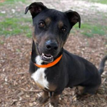 Australian Kelpie and Pit Bull Terrier Dogs Available for Adoption in Center Point, Texas - Waldo | PetCurious