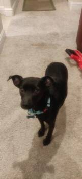 Miniature Pinscher and Mixed Breed Dogs Available for Adoption - Tundra | PetCurious