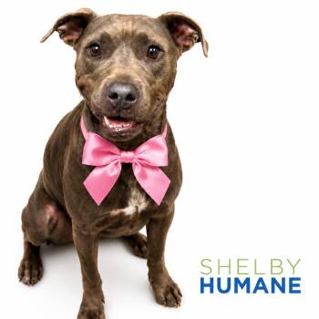 Lottie -  Mixed Breed Dog for Adoption in Columbiana, Alabama - Lottie | PetCurious