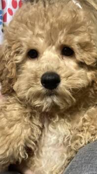 simon -  Poodle Dog for Adoption in Smithville, Missouri - Simon | PetCurious