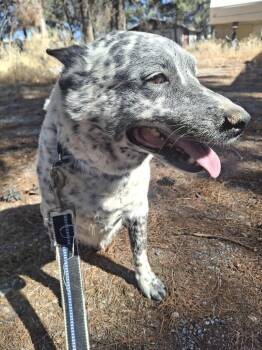 Phoenix -  Australian Cattle Dog Blue Heeler Dog for Adoption in Pahrump, Nevada - Phoenix | PetCurious