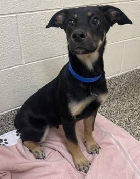 German Shepherd Dog and Mixed Breed Dogs Available for Adoption in Westland, Michigan - Duke | PetCurious