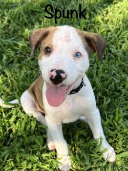 Spunk -  Catahoula Leopard Dog Dog for Adoption in Pawleys Island, South Carolina - Spunk | PetCurious