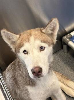CHULA -  Mixed Breed Dog for Adoption in Dallas, Texas - CHULA | PetCurious